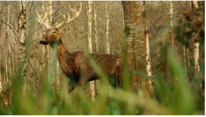 Deer installations at Faughan Valley